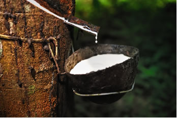 O látex (borracha natural) é extraído da seringueira (Hevea brasiliensis)