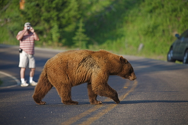 Turista fotografando um urso no Parque Nacional de Yellowstone